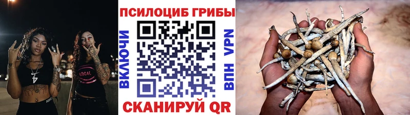 Галлюциногенные грибы Psilocybine cubensis Самара